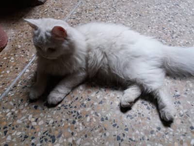 Persian 