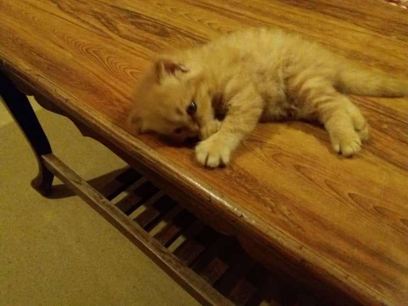 Persian  1