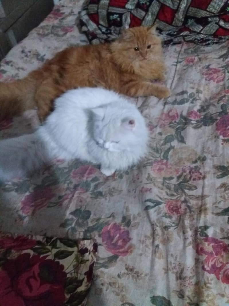 Persian  2