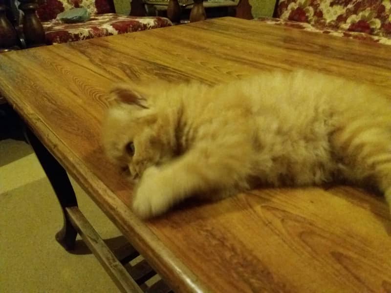 Persian  3
