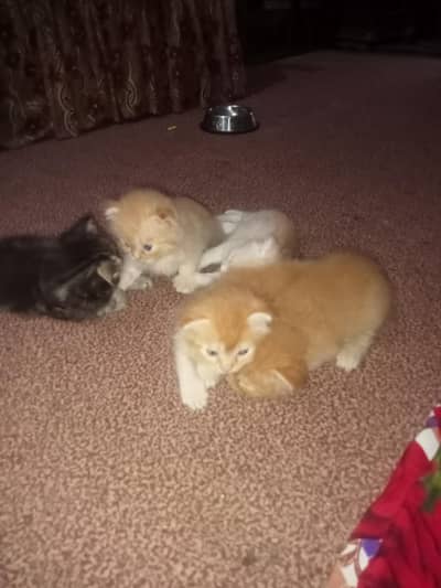 percian cat