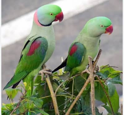 Phari adult pair