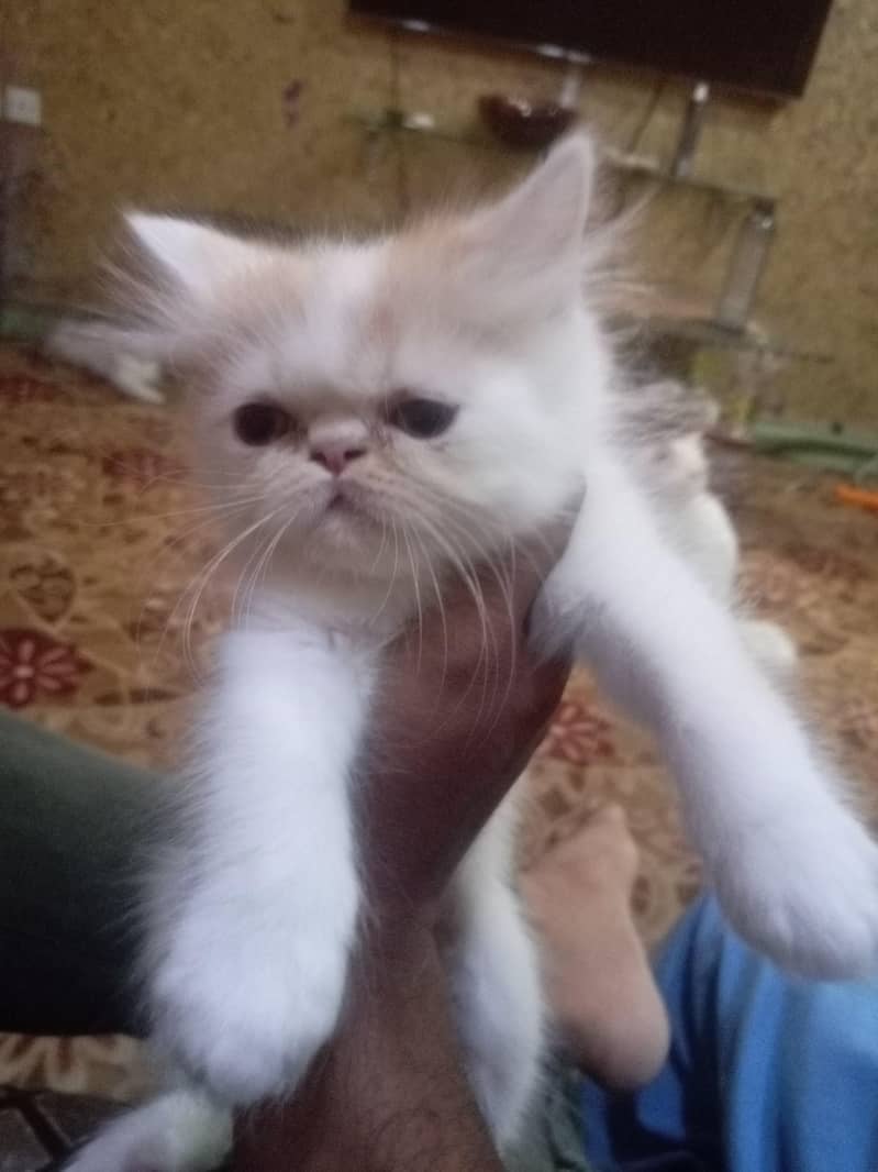 Ghar ki kitten ha 0