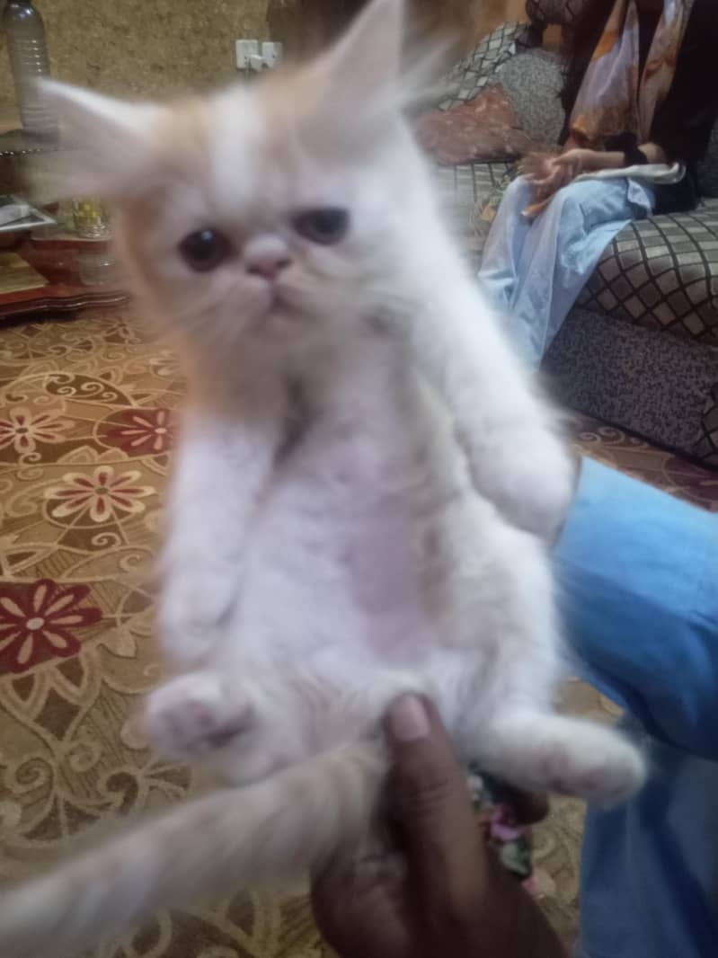 Ghar ki kitten ha 1