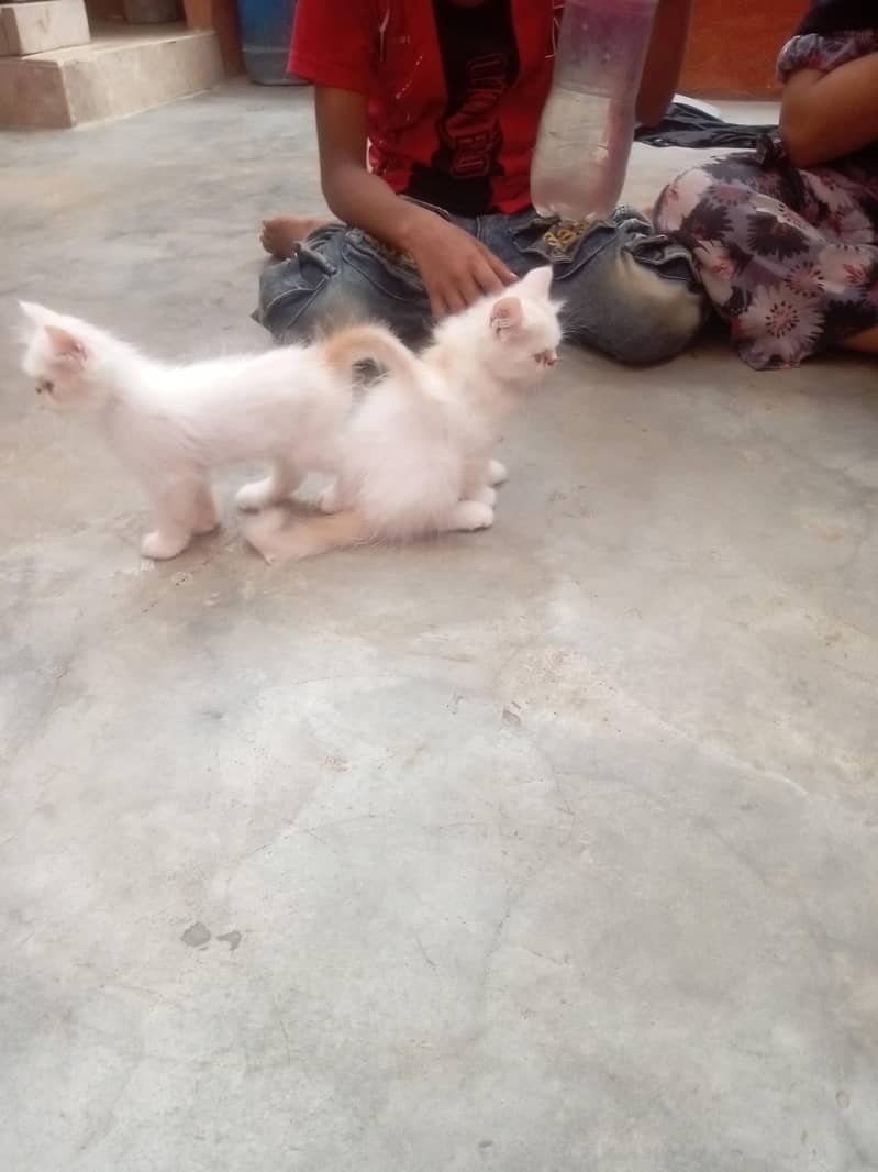 Ghar ki kitten ha 2