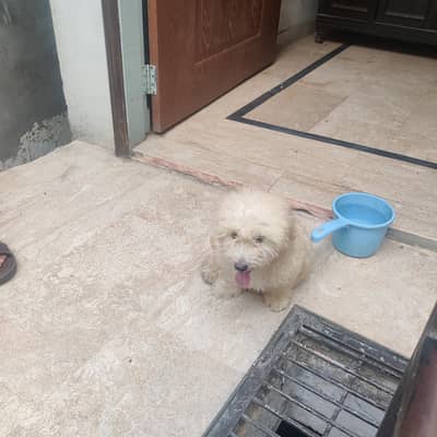 poodle