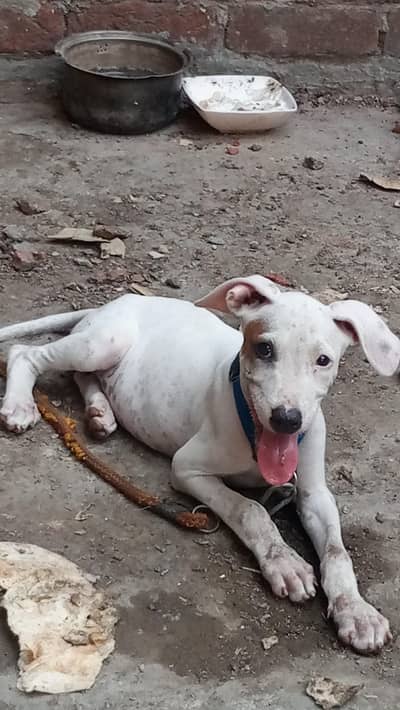 gultair dog all 1 month age for sale