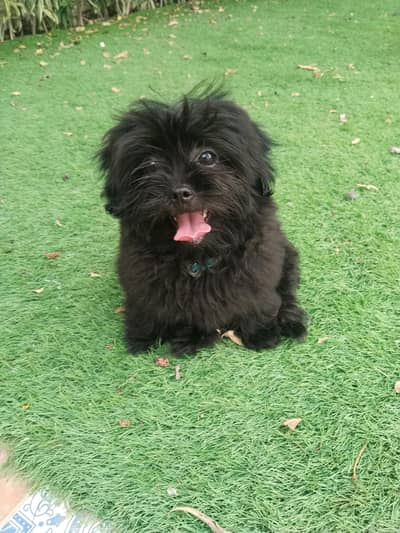 shitzu Male 4 month