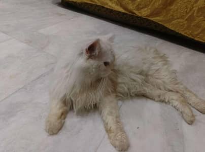 Adult persion home bread cat