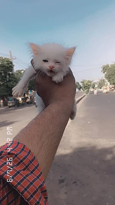 parsain kitten and adult available fully tame zero