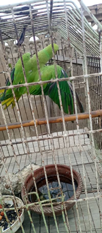female