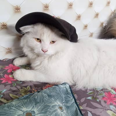 Persian cat male white color