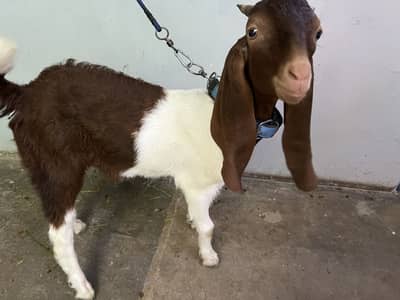 Bakra