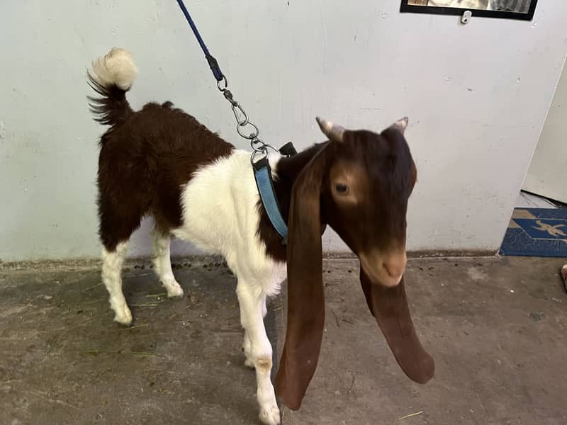 Bakra 1