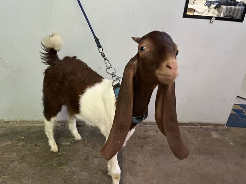 Bakra 2