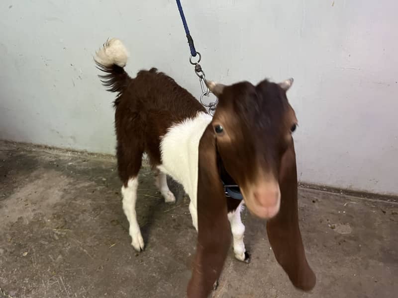 Bakra 3