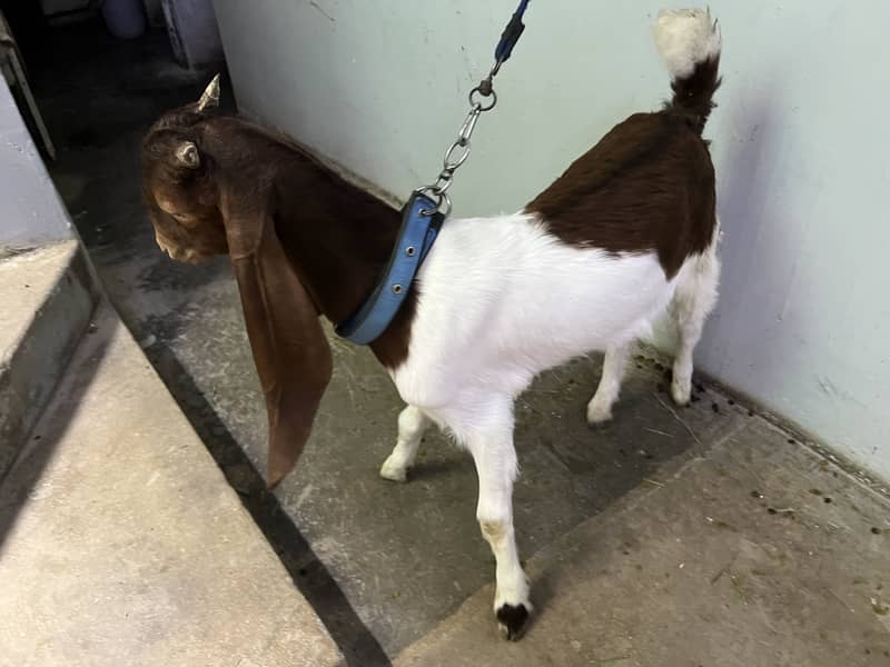 Bakra 4