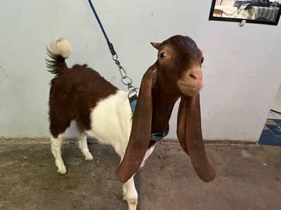 Bakra (andu) for urgent sale