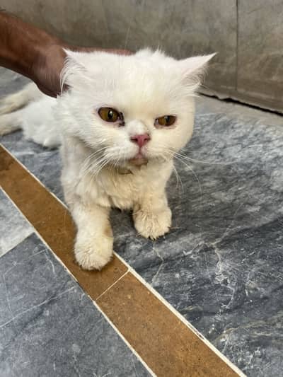 White Persian Cat Available for Sale