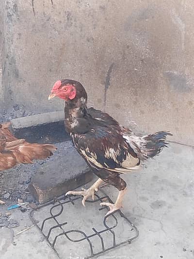 urgent sale full active male