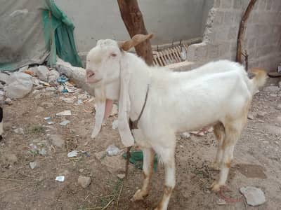 Pure Gulabi breeder bakra| male goat | Desi bakra |بکرا
