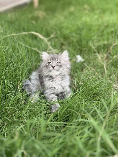 Beautiful Persian Cat triple coated with hazle eyes