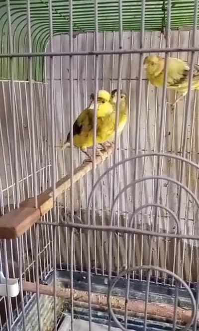 canary forsale