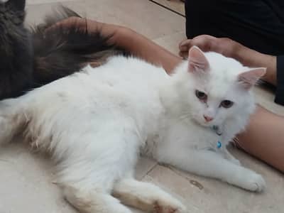 Persian Kittens for sale
