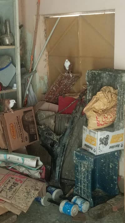pigeon karblai for sale