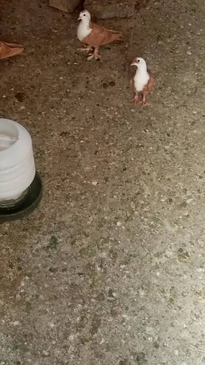 pigeon karblai for sale