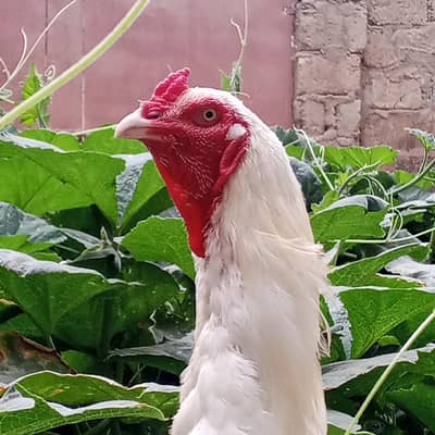 paper white heera Aseel male and female