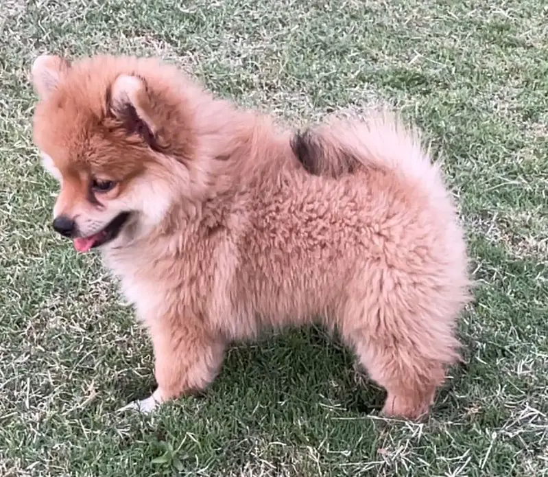 Pomeranian puppies for sale — photo 4