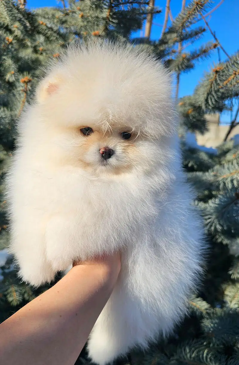 Pomeranian puppies for sale — photo 5