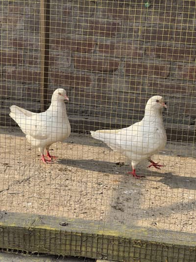 Lucky Pigeon Pair