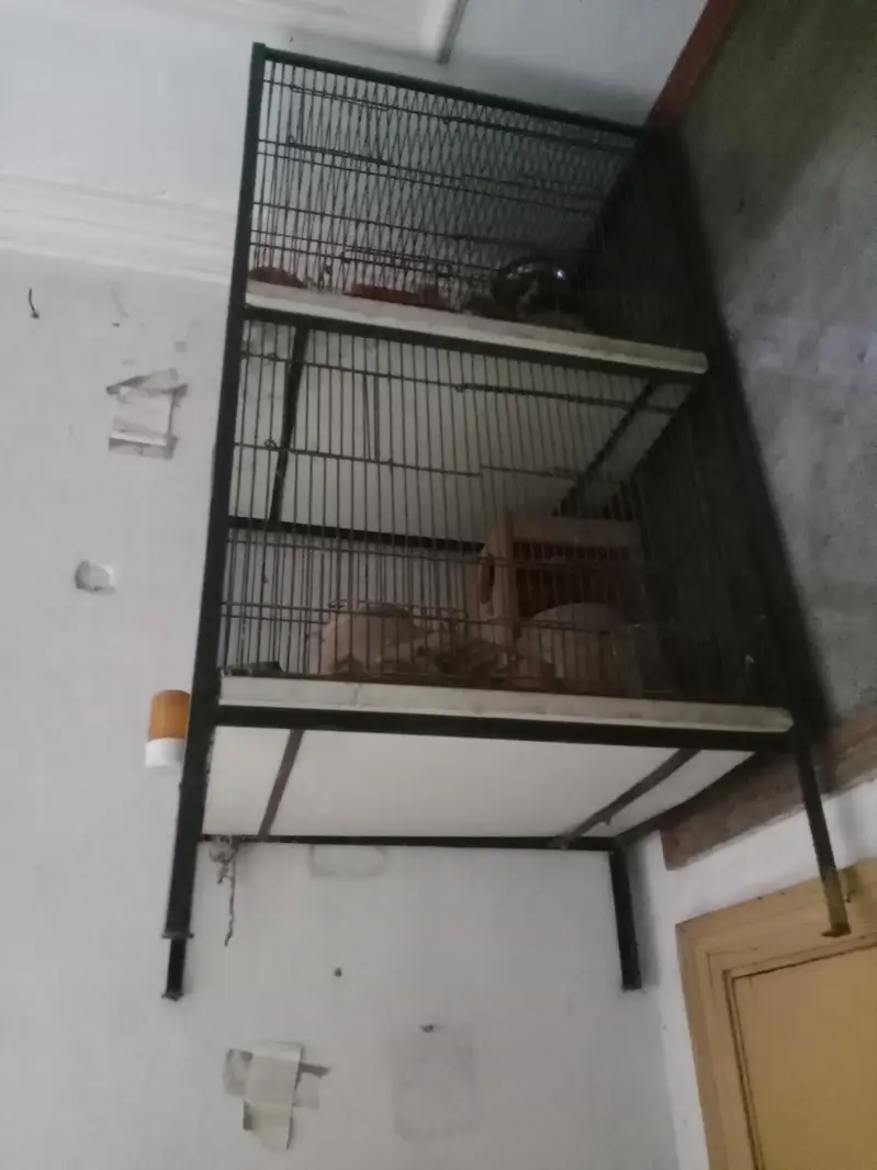 double cage for birds