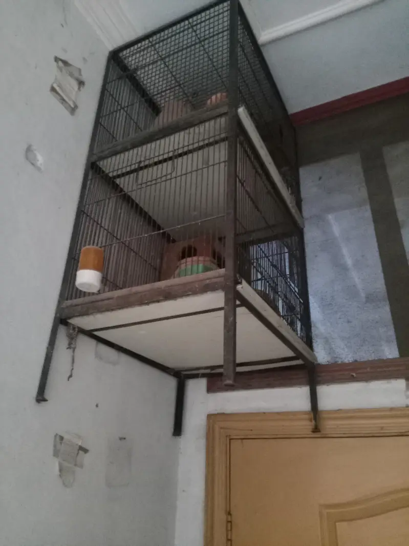 double cage for birds — photo 2