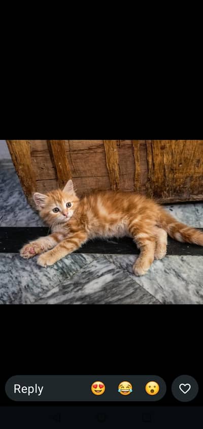 3 kids percian kittens