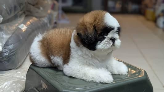 shih tzu puppy for sale