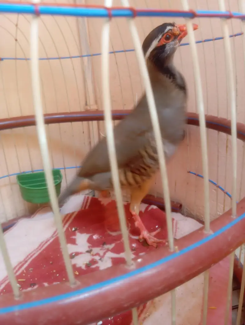 chakoor