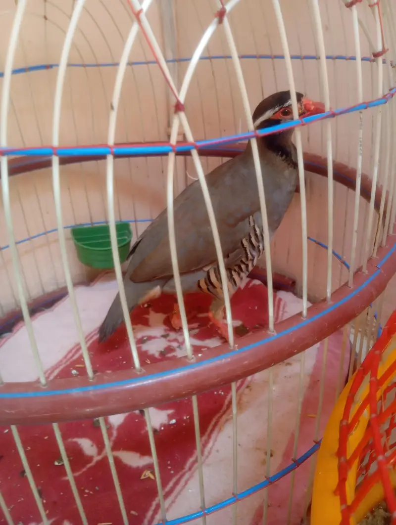 chakoor — photo 2