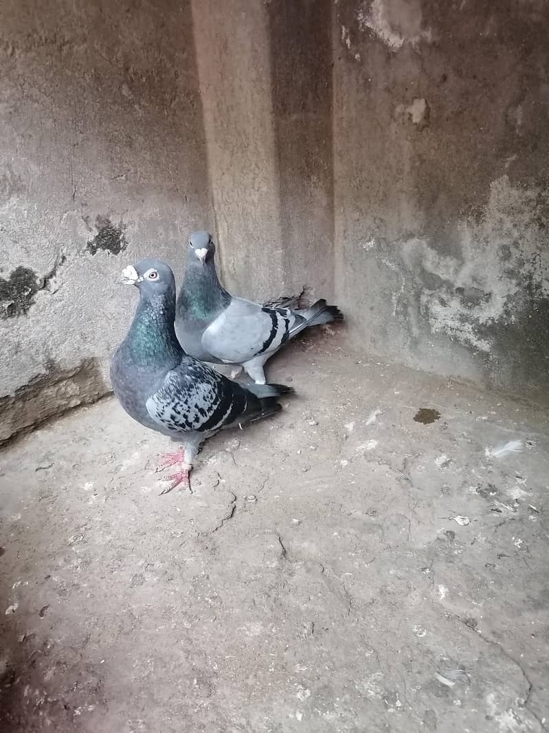 Pigeons 0