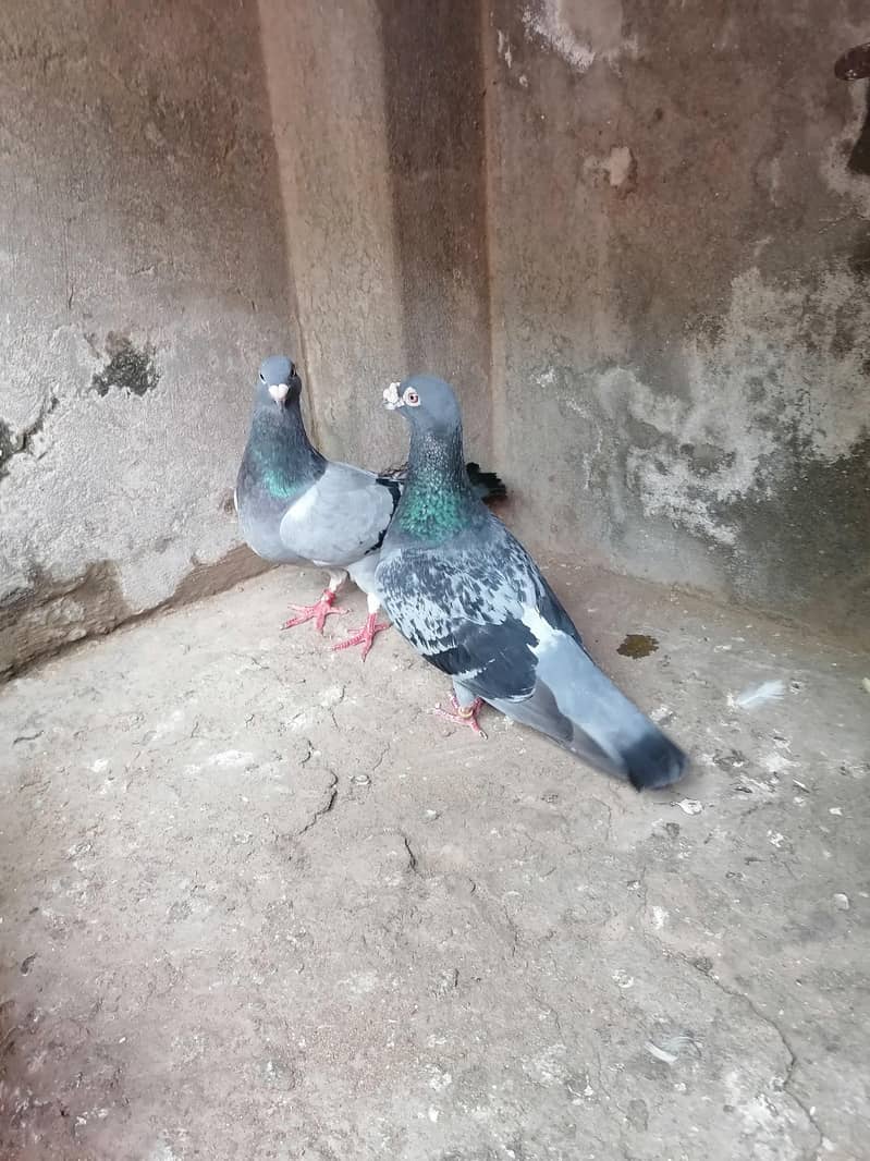 Pigeons 1