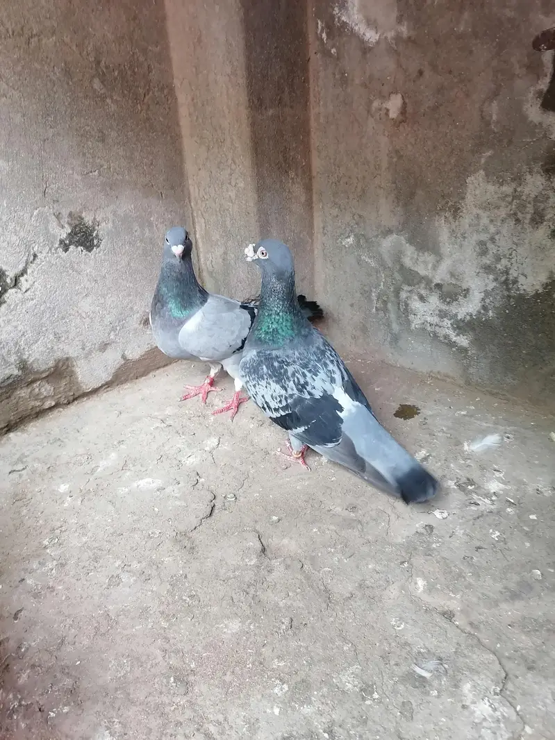 Pigeons — photo 2