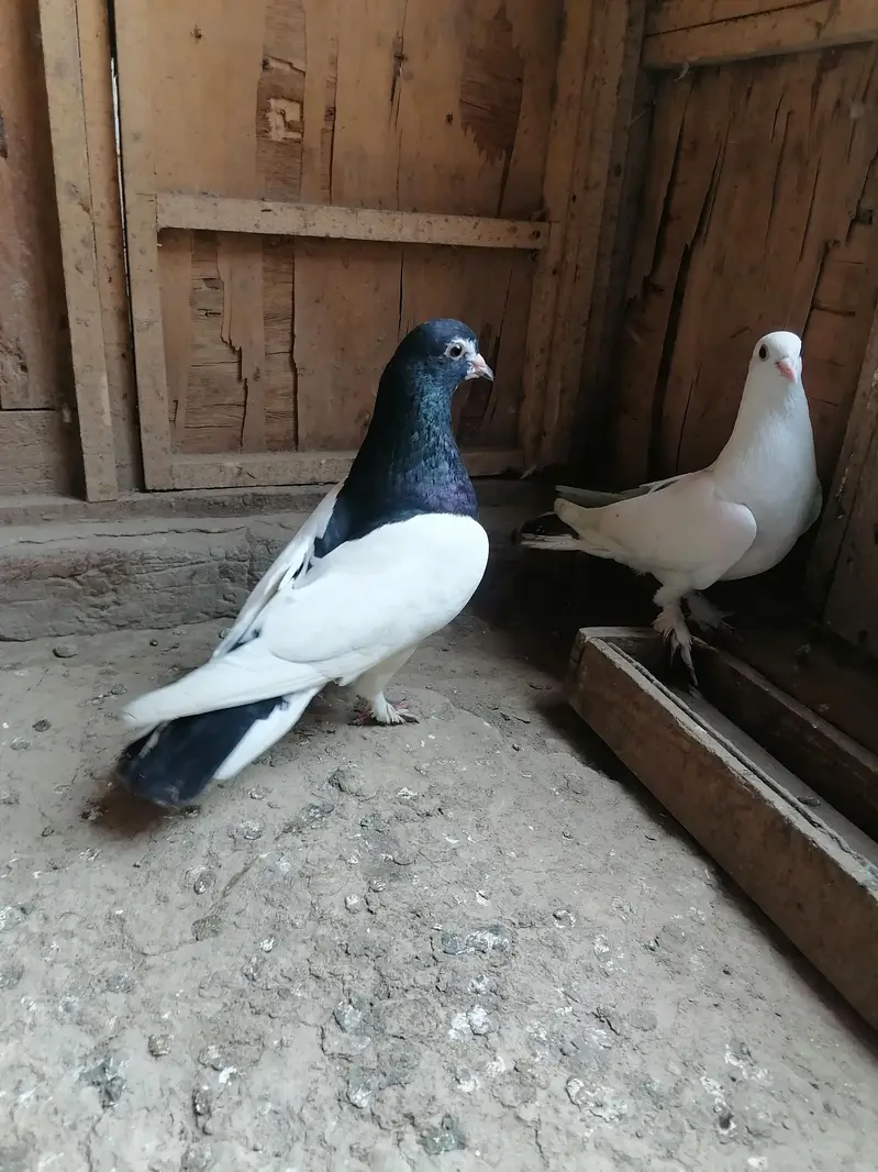 Pigeons — photo 3