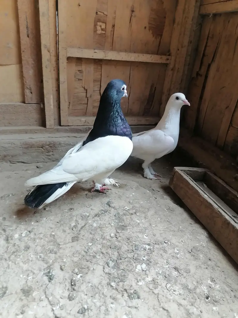 Pigeons — photo 4