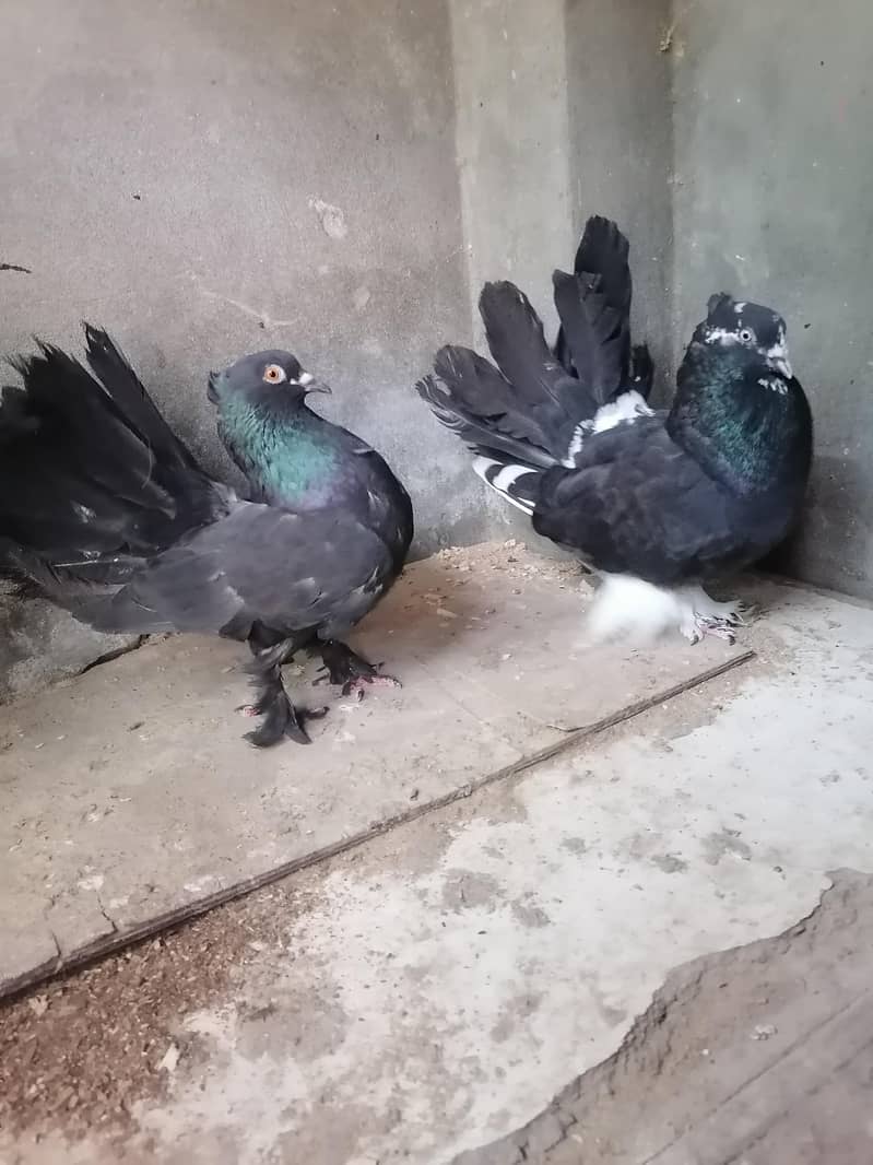 Pigeons 4
