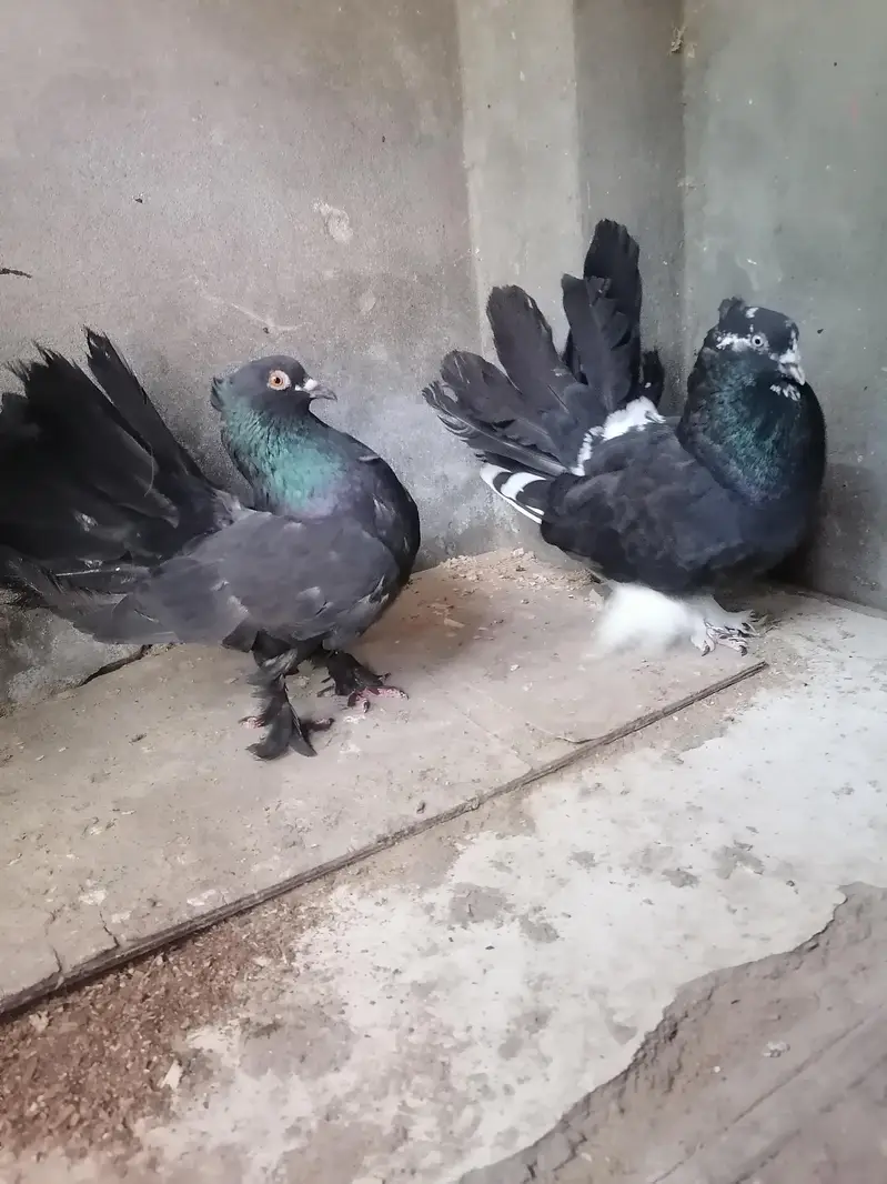 Pigeons — photo 5
