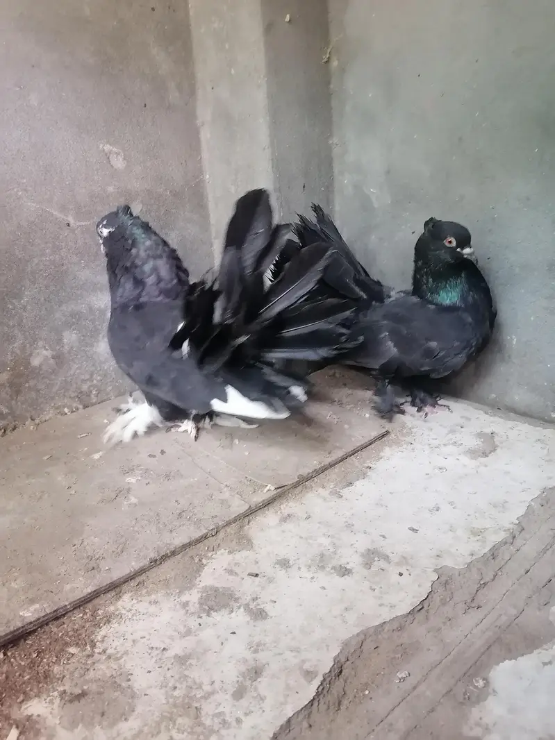 Pigeons — photo 6