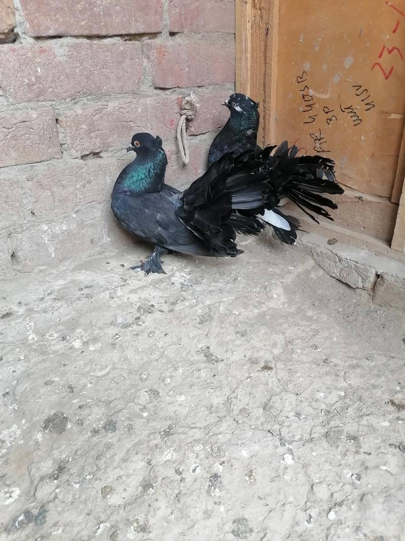 Pigeons 6