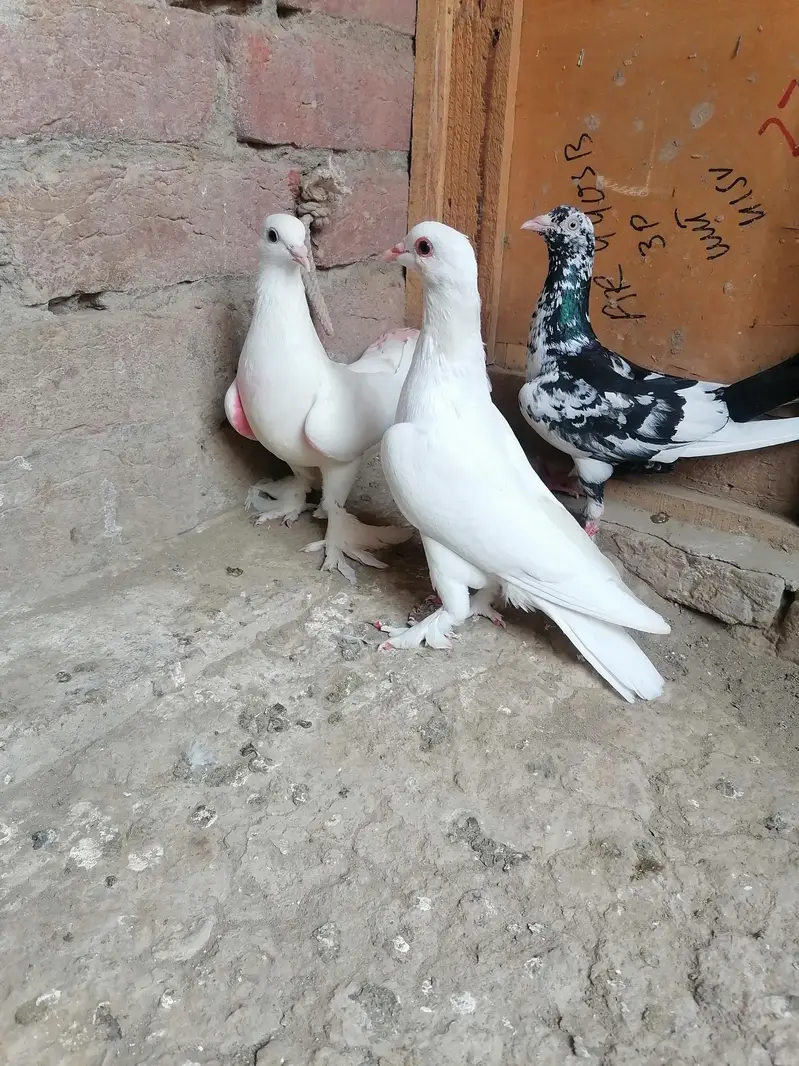 Pigeons — photo 8